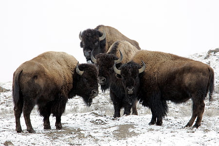 four black-and-brown American Bisons on snow