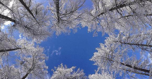 worm-view of white leafed trees