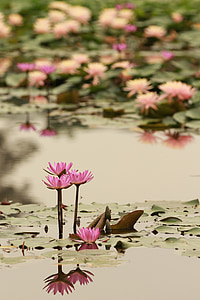 pink lily flowers on water during daytime