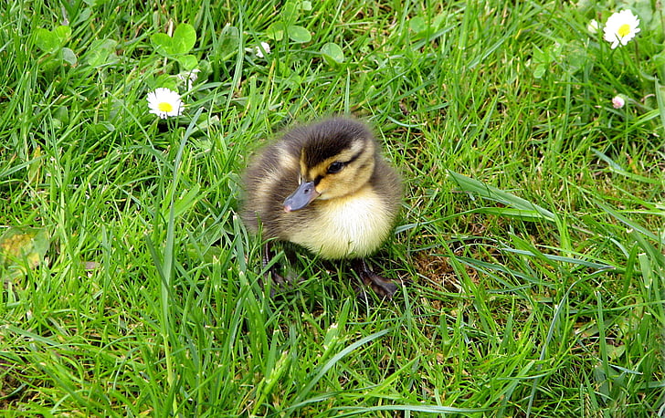 brown and white duckling near white daisy flower during daytime