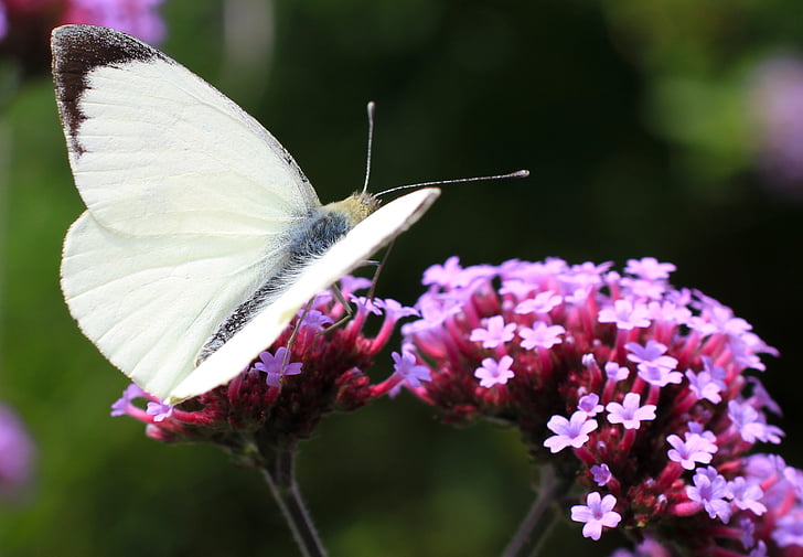 white butterfly perched on pink flower