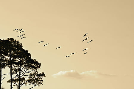 trees above flying birds