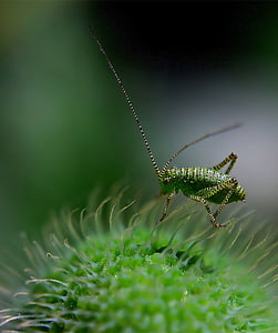 green cricket in close-up photography