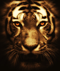 portrait photography of tiger