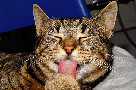 closeup photo of brown tabby cat sticking mouth out