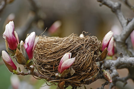 shallow focus photography of bird nest with pink flowers