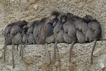 group of monkey