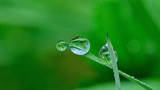 shallow focus photography of drop water on leaf