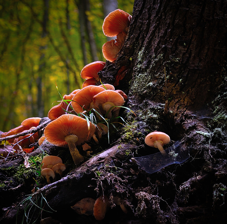 cluster of mushroom on tree trunk