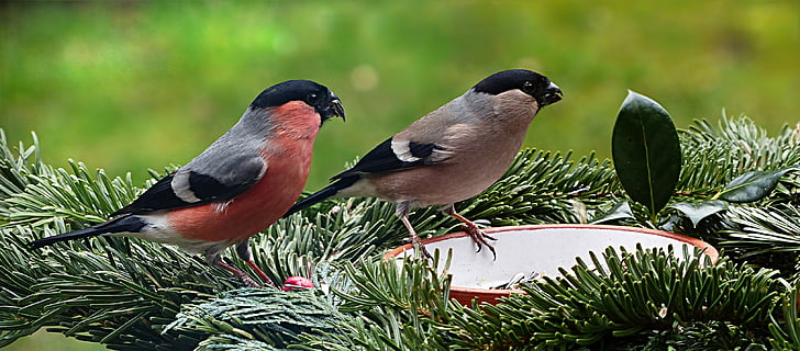two gray birds on green plant