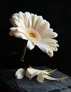 close up photo of white gerbera and it's \petals