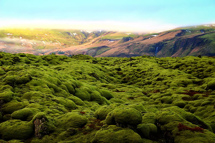 high angle view of green trees on mountains