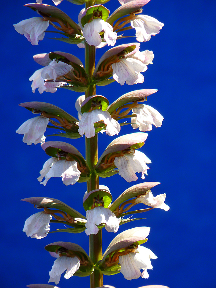 white petaled flowers against blue background