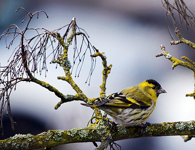 yellow bird in shallow focus