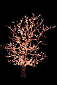 photo of lighted tree