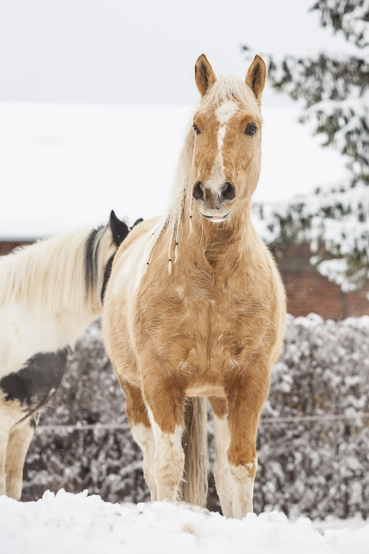 selective focus photography of horse standing on snow field