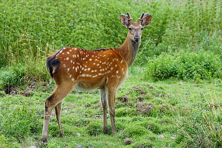 photo of brown deer standing on green grass