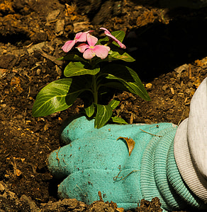 person wearing green gloves planting pink impatiens flowers at daytime