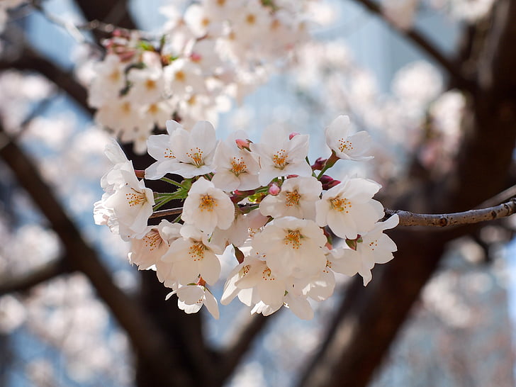 selective focus photography of tree of white petaled flower
