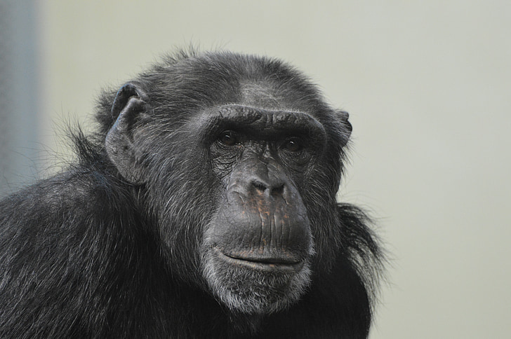 black primate photograph