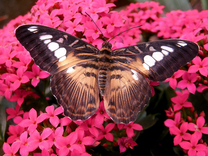 close-up photography of brown and black butterfly