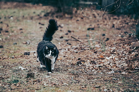 black and white cat walking in brown grass