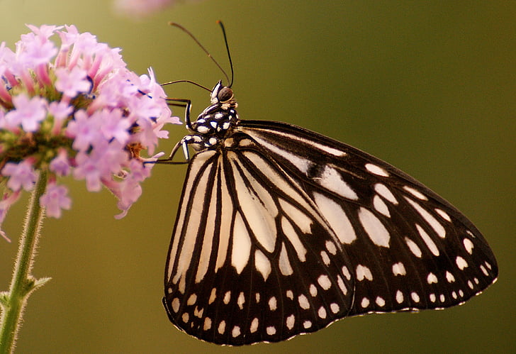 paper kite butterfly perching on pink cluster flower in close-up photography