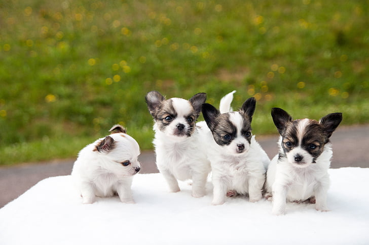 four white-and-brown shih tzu puppies