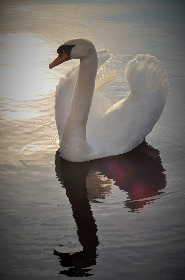 white swan in body of water during daytime