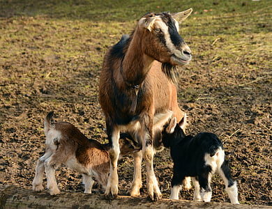 goat with two goat kid on brown ground