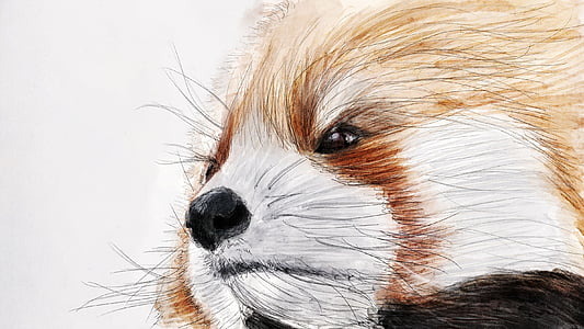 white and brown raccoon sketch
