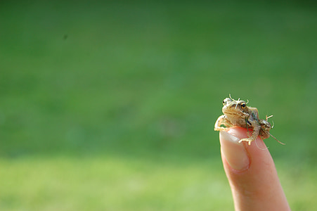 brown frog on human finger during daytime