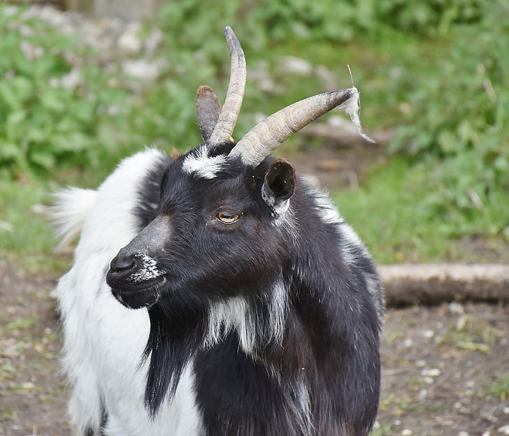 black and white goat in closeup photography