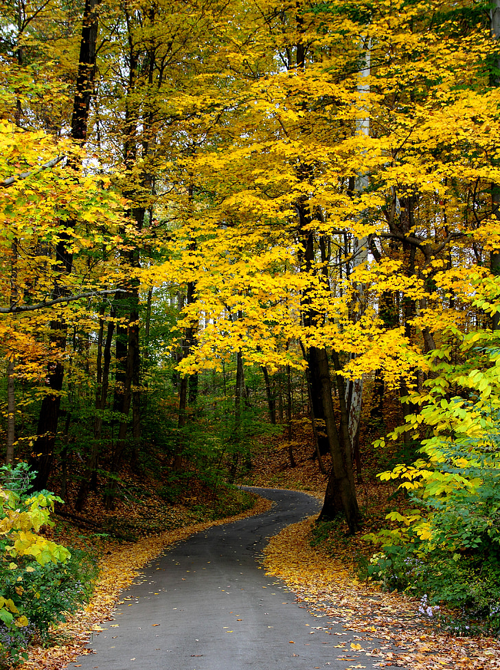gray asphalt road under yellow leaf trees