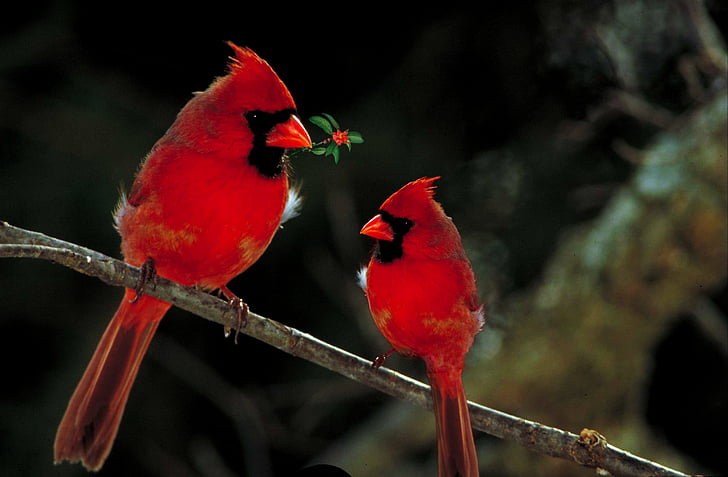 two Cardinal birds on tree branch