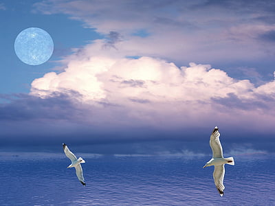 two white birds flying above calm body of water