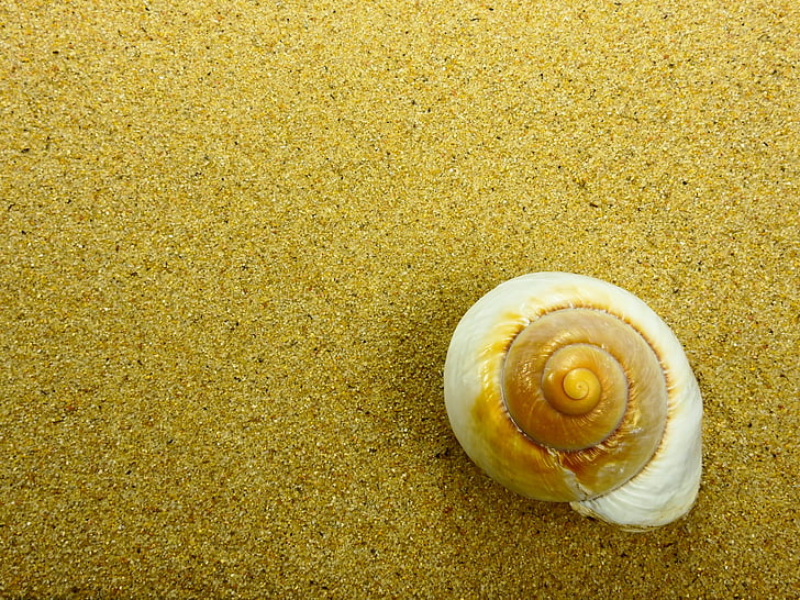 white and brown snail on top of brown sand