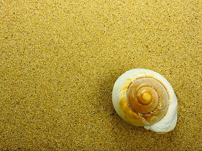 white and brown snail on top of brown sand