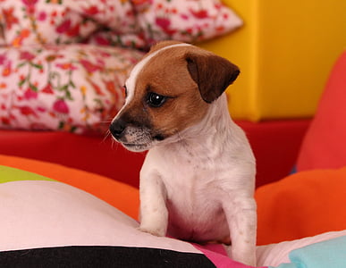 white and tan Jack Russel terrier on sofa
