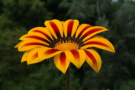 red-and-yellow petaled flower