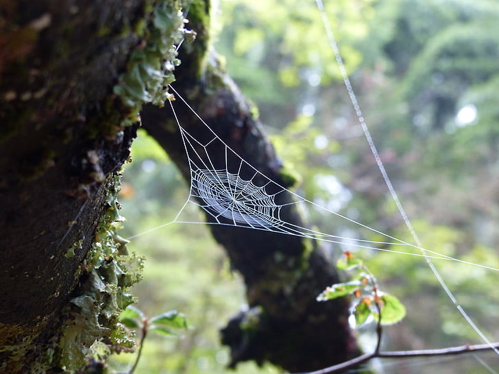 white spiderweb