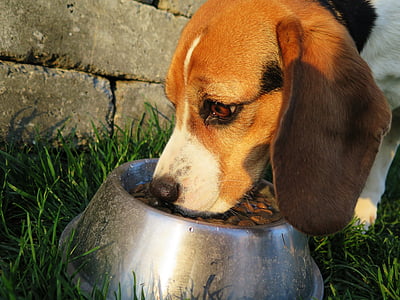 beagle eating on bowl placed on grass beside cinder block