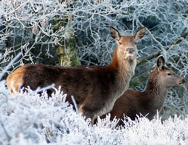 two female deer during daytime