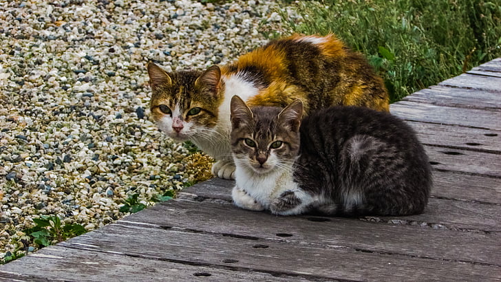 calico cat and brown Tabby cat side-by-side