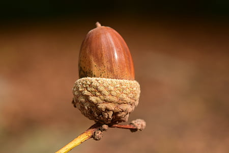 shallow focus lens photo of acorn