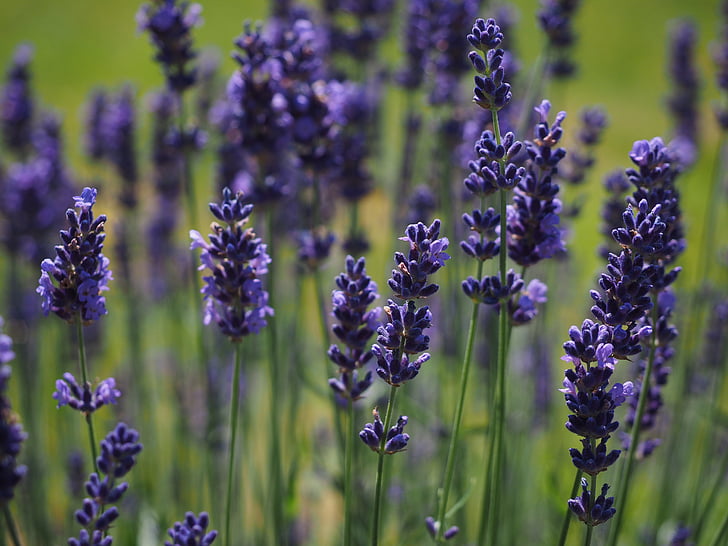 shallow focus photography of lavender flowers