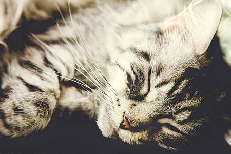 sleeping gray tabby cat