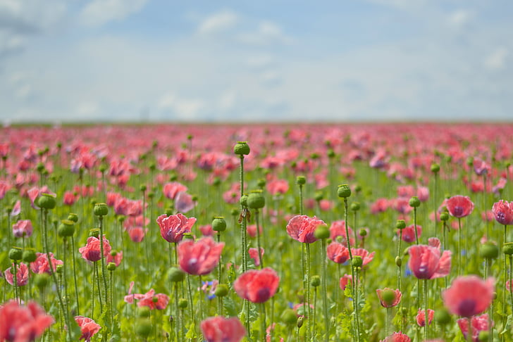bed of pink poppy flowers
