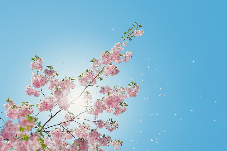 pink flowers under blue sky