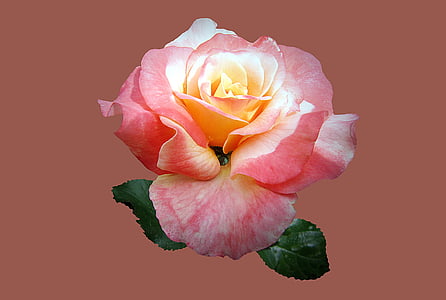 white and pink rose flower